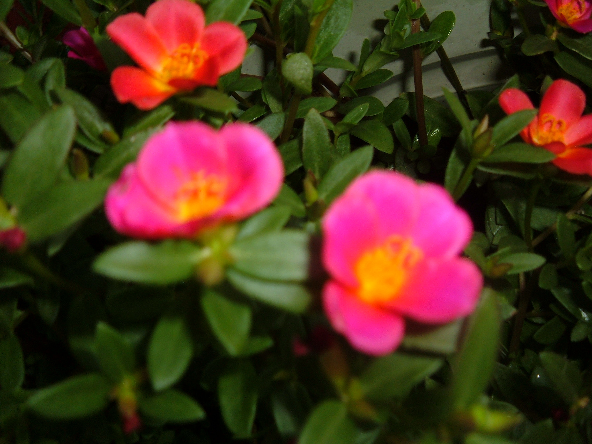 Fujifilm FinePix A340 sample photo. Leavesandflowers photography