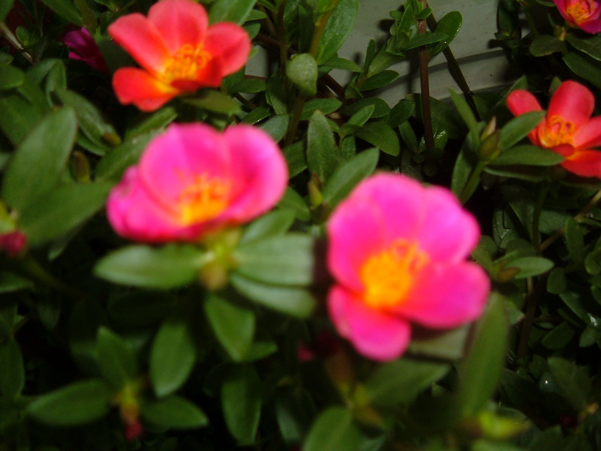 Fujifilm FinePix A340 sample photo. Leavesandflowers photography