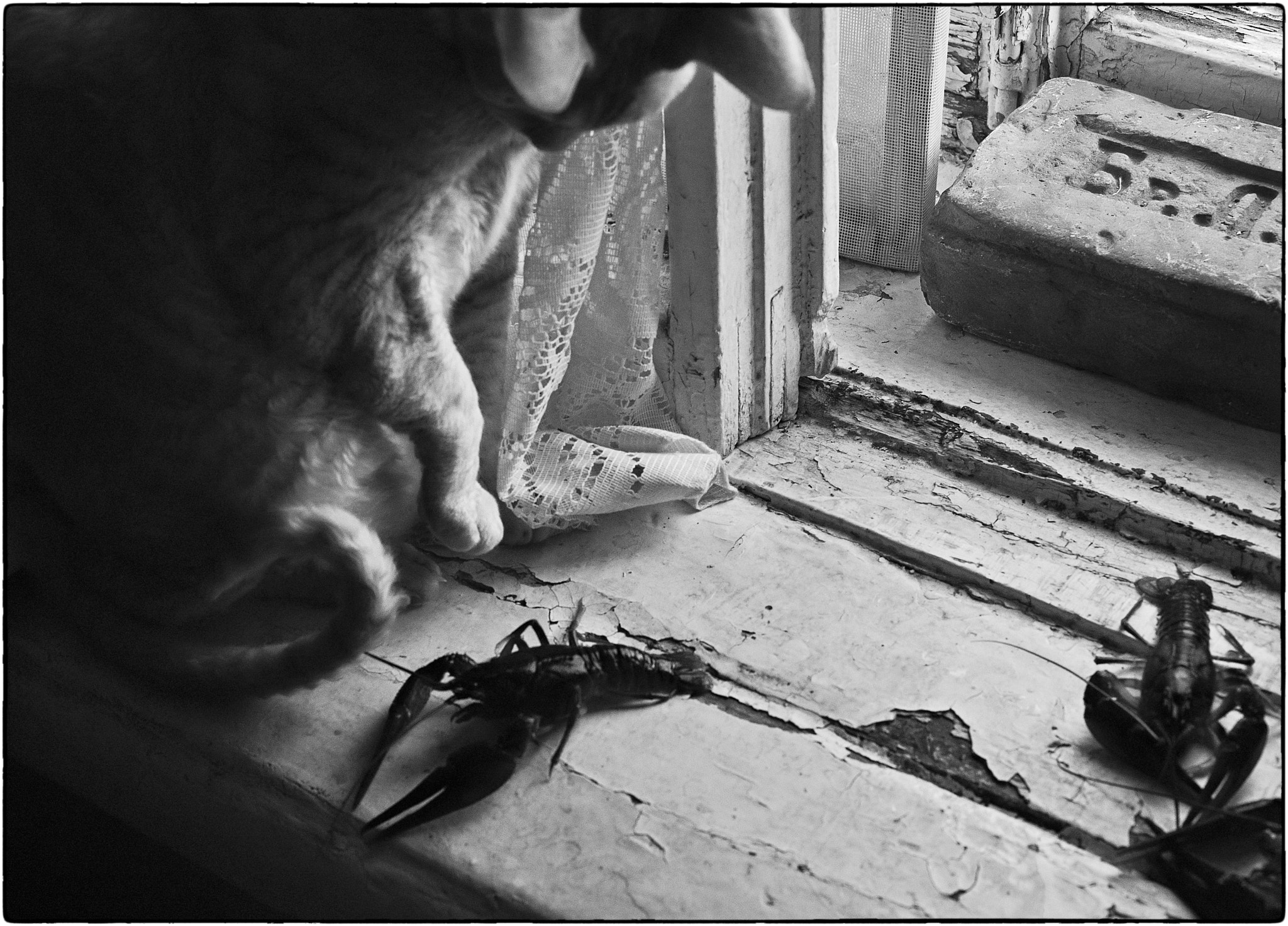 Sony a7S sample photo. "shetn bast and crayfish" photography