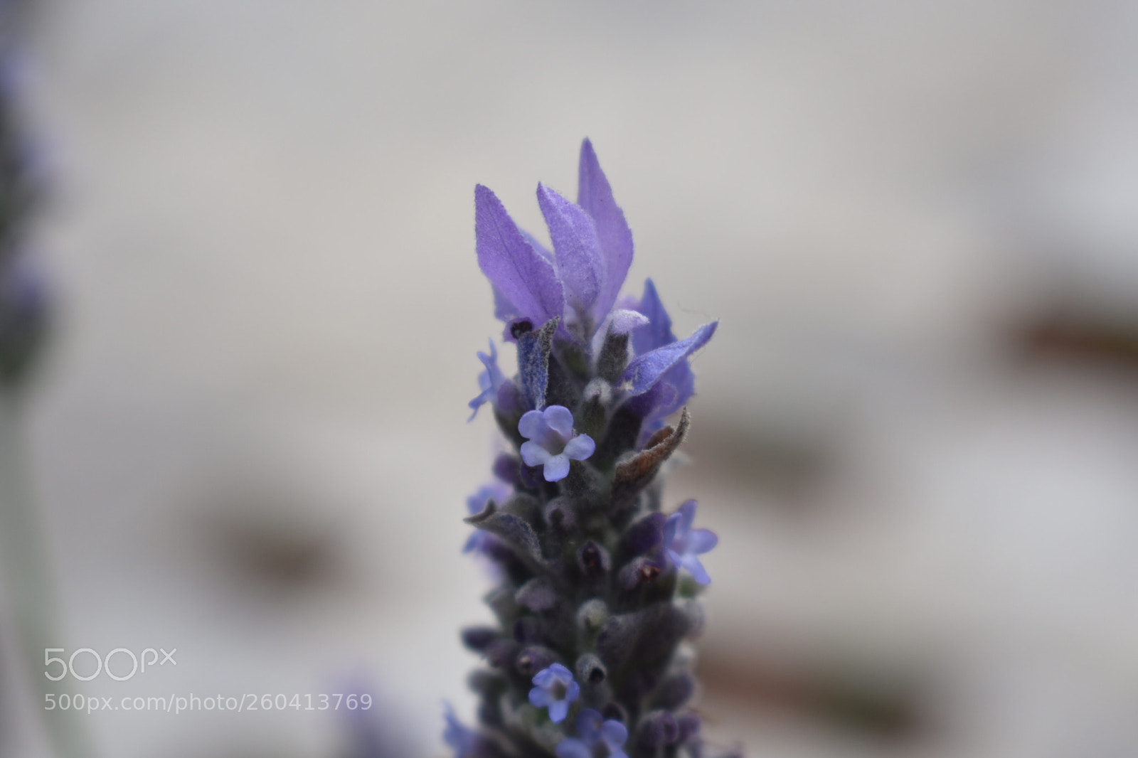 Nikon D3400 sample photo. Lavender on show photography