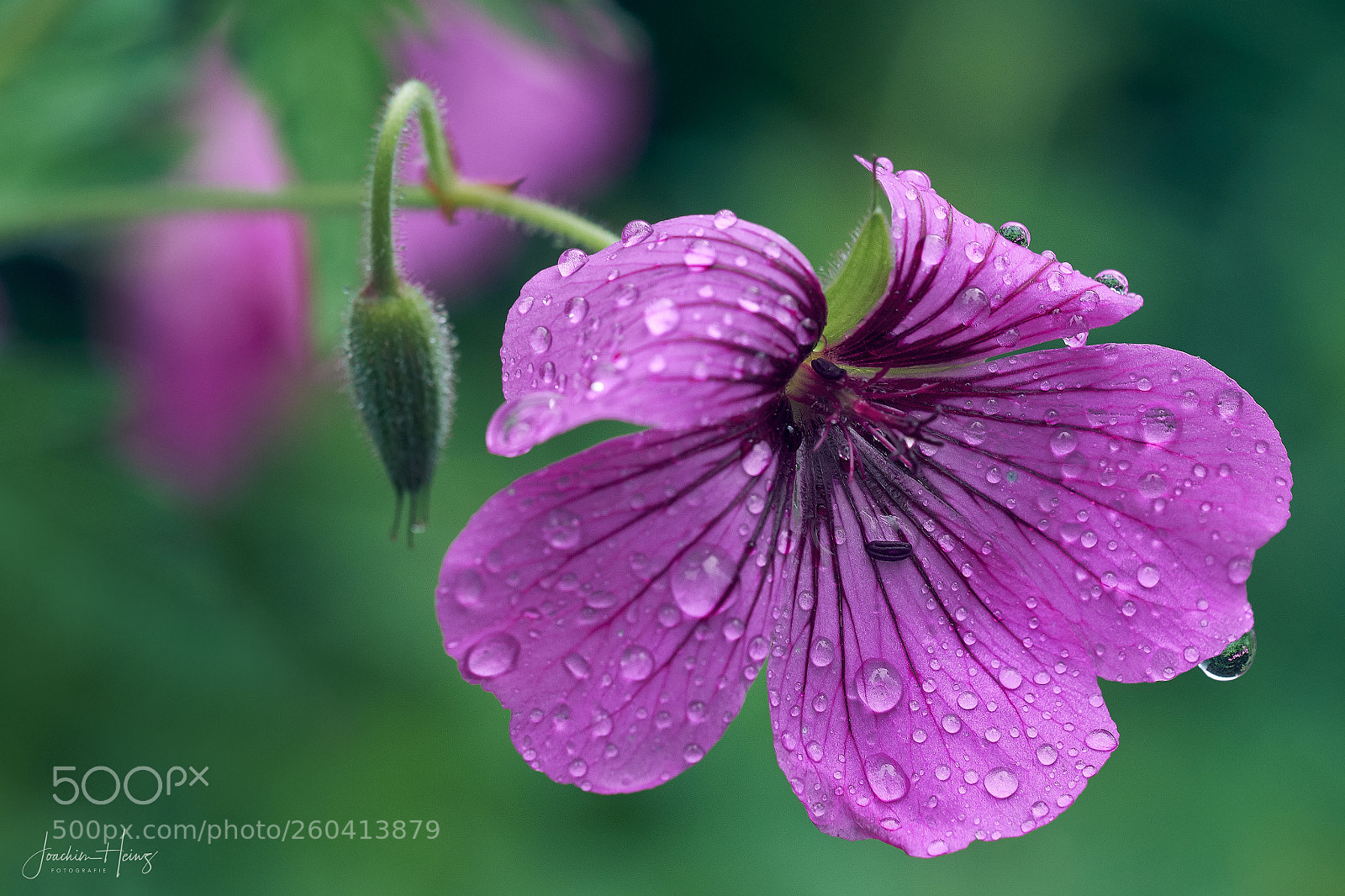 Fujifilm X-T2 sample photo. After the rain ... photography