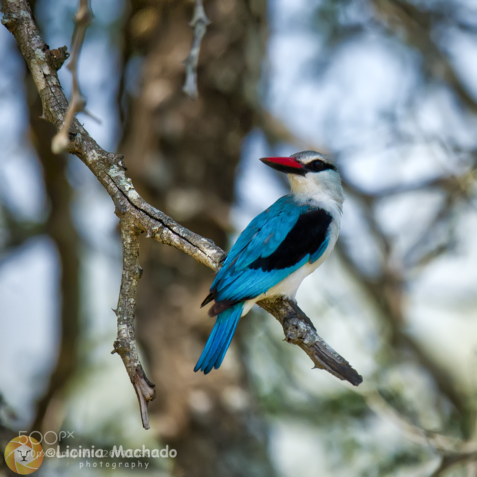 Nikon D3S sample photo. Woodland kingfisher photography