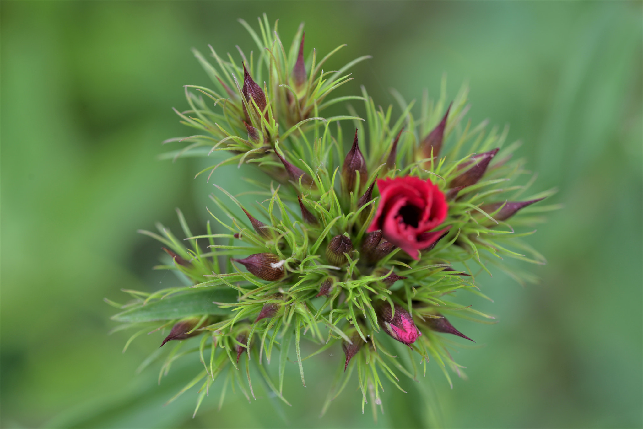 Sigma 105mm F2.8 EX DG OS HSM sample photo