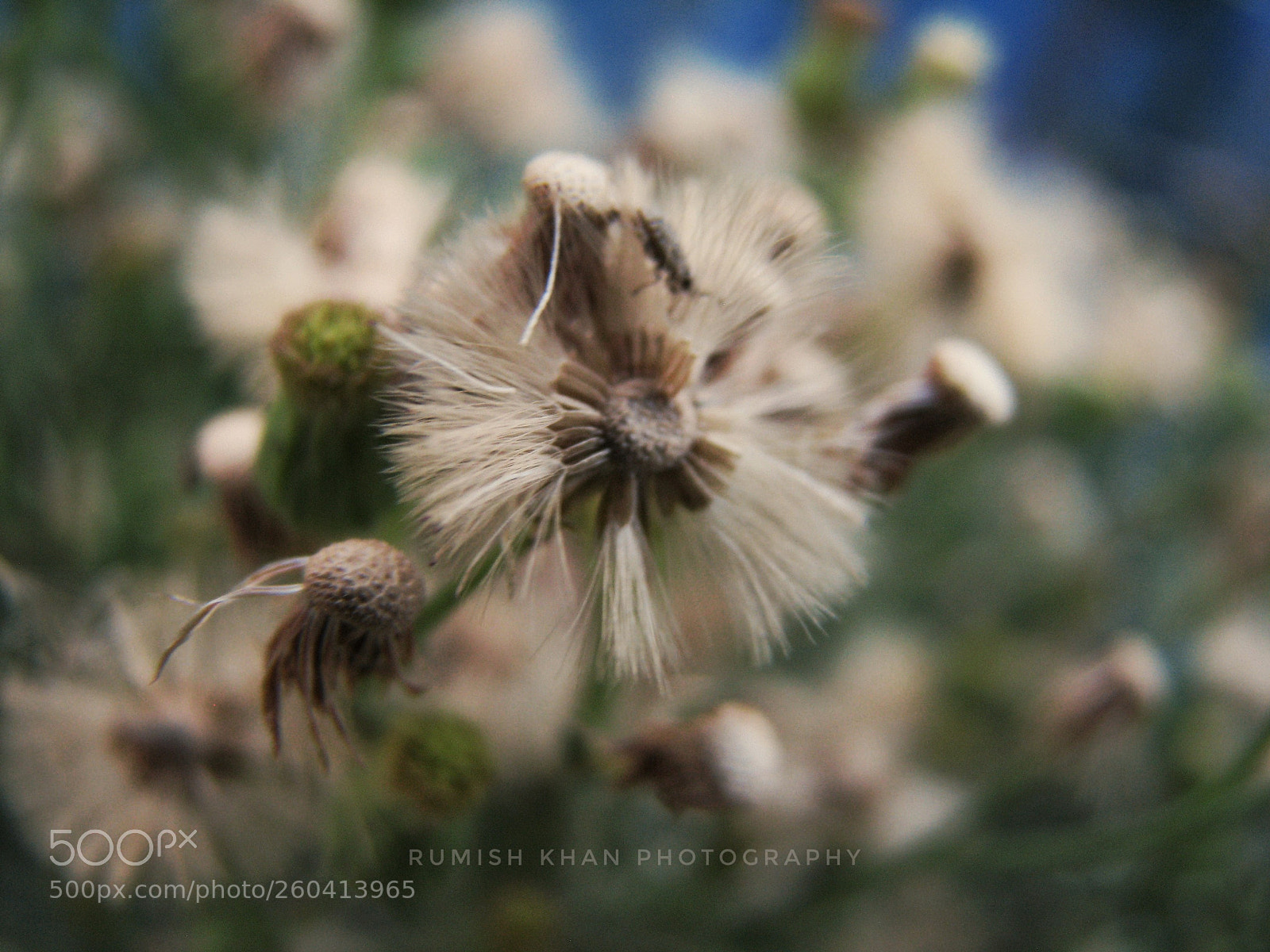 Canon POWERSHOT S5 IS sample photo. Untitled photography
