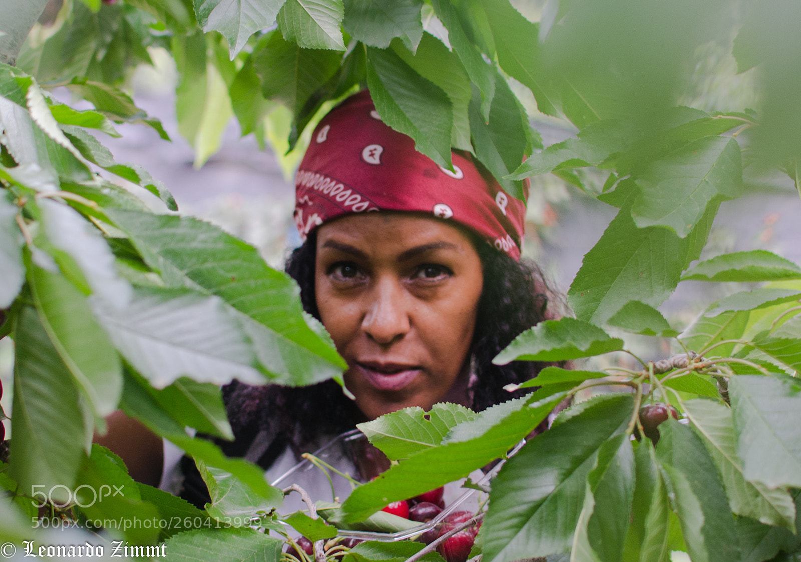 Nikon D7000 sample photo. Cherry picking photography