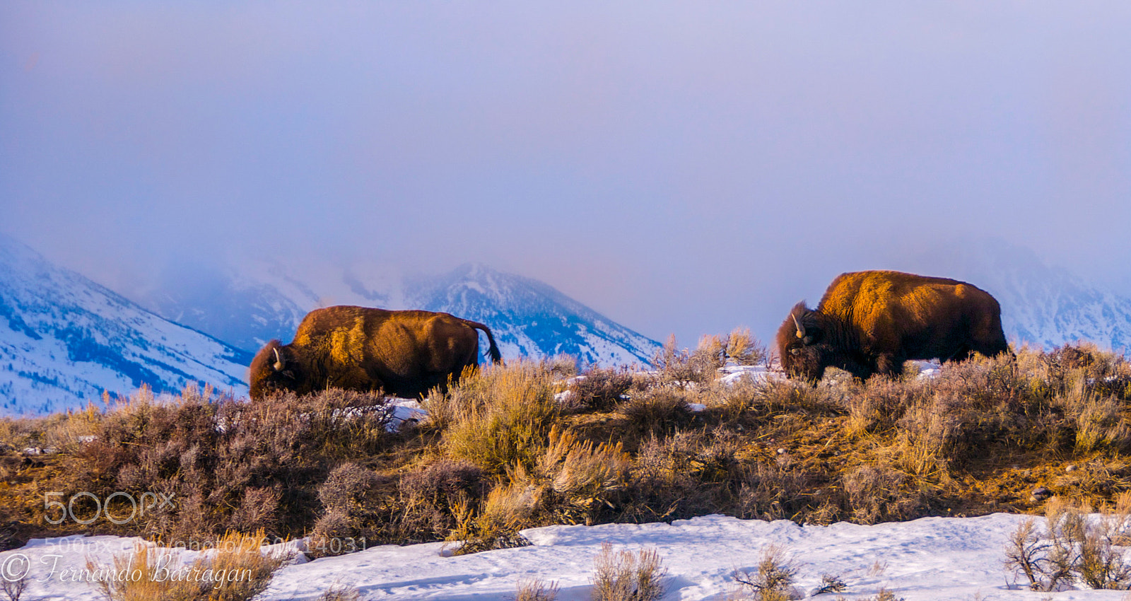 Nikon D300S sample photo. Bisontes (de ) photography