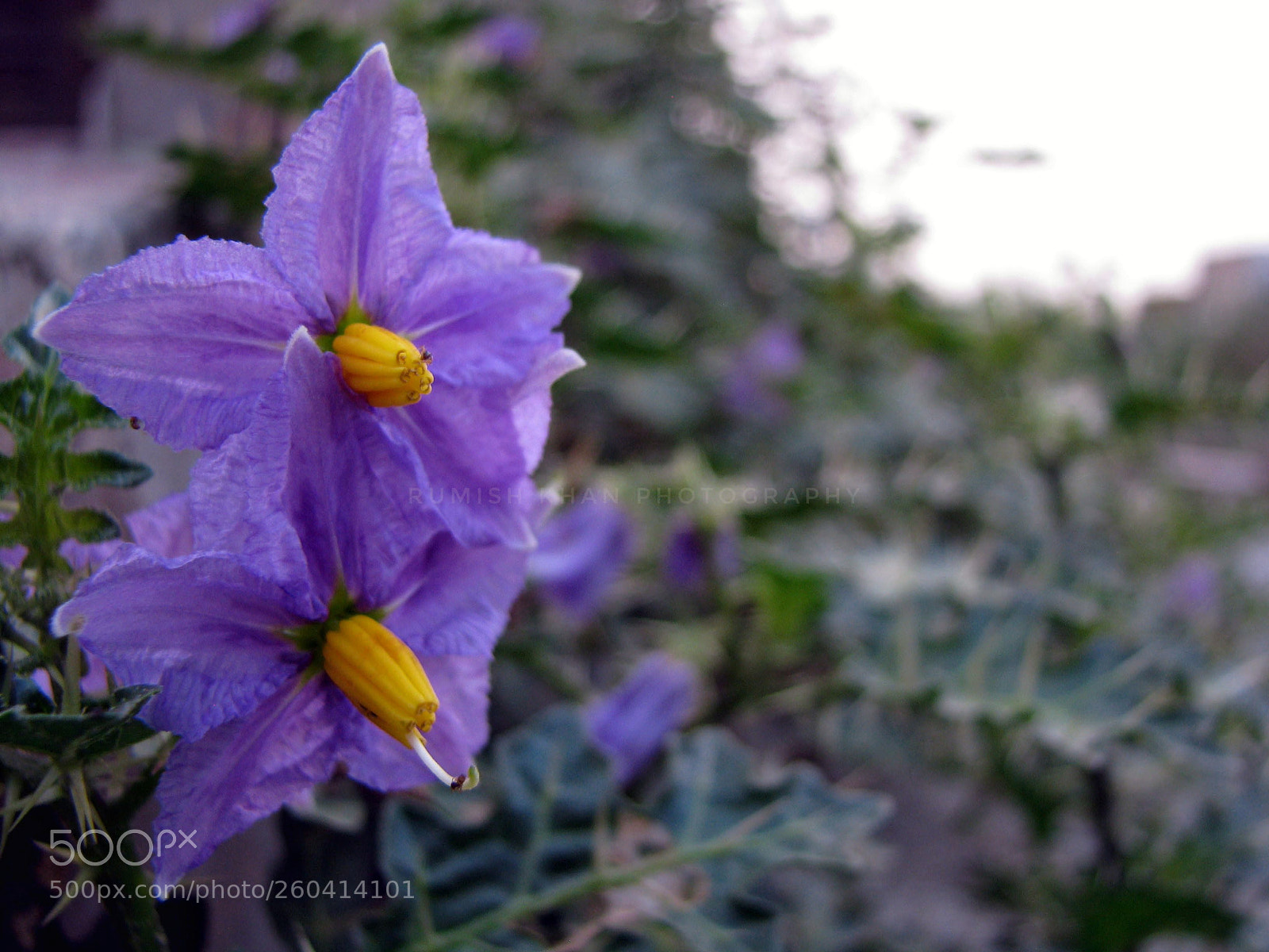 Canon POWERSHOT S5 IS sample photo. Untitled photography