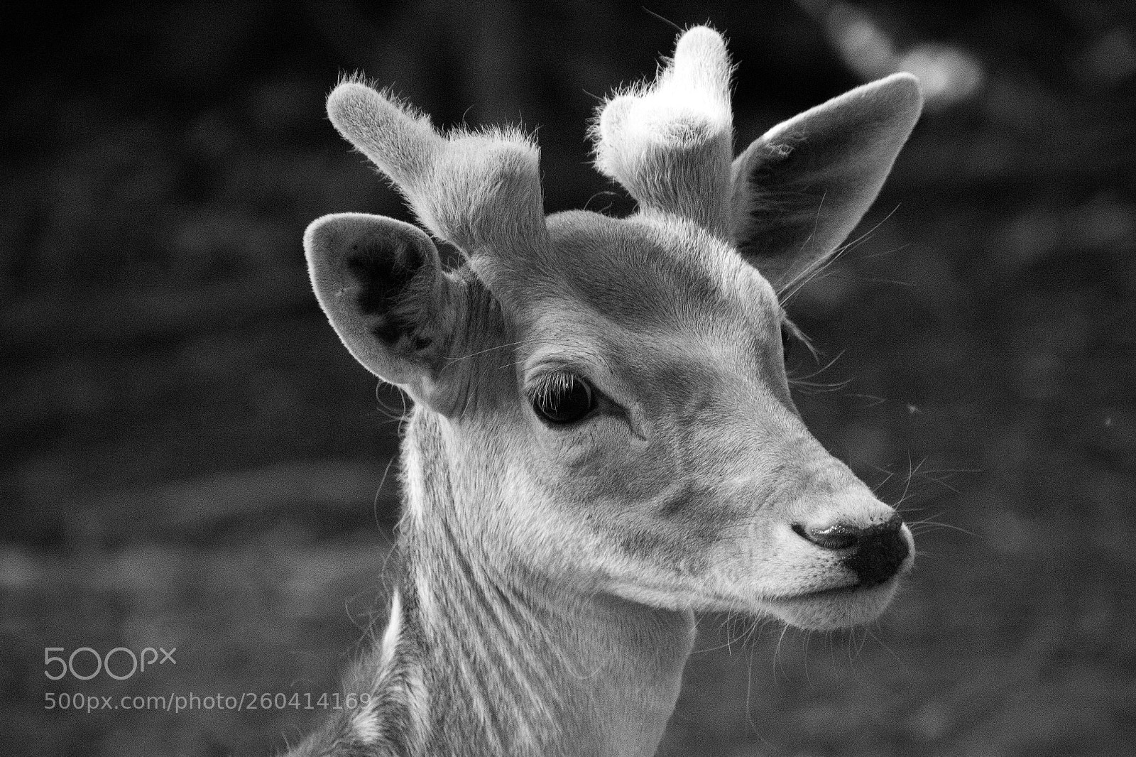 Canon EOS 600D (Rebel EOS T3i / EOS Kiss X5) sample photo. Bambi photography