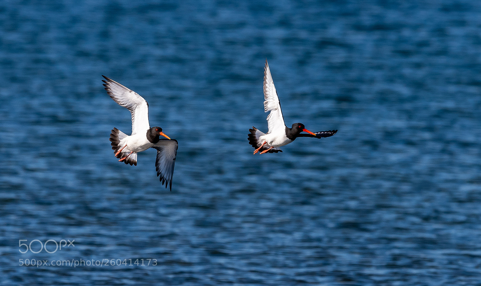 Nikon D5 sample photo. Haematopus ostralegus photography