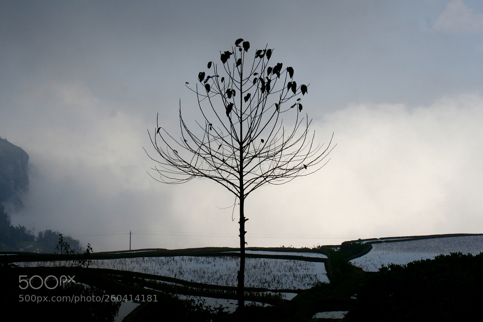 Canon EOS 350D (EOS Digital Rebel XT / EOS Kiss Digital N) sample photo. Foggy tree photography