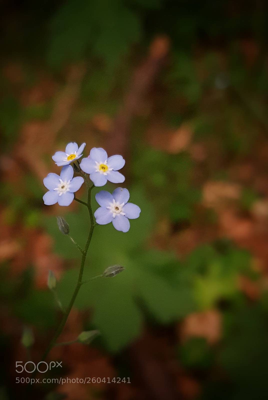 Samsung Galaxy S7 sample photo. Blue, blue flower photography