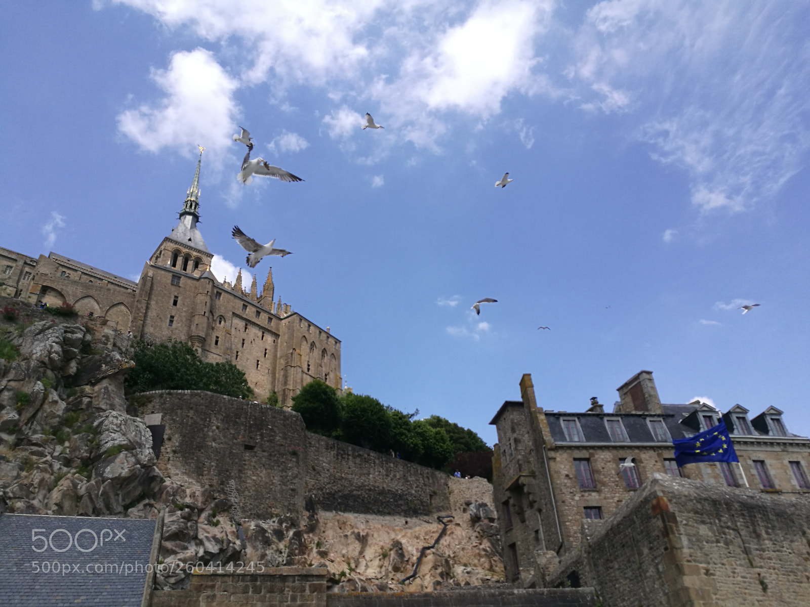 HUAWEI P9 sample photo. And a bird photography
