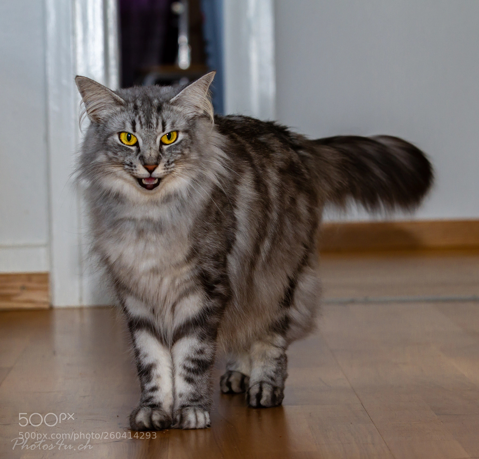 Canon EOS 7D sample photo. Norweger photography