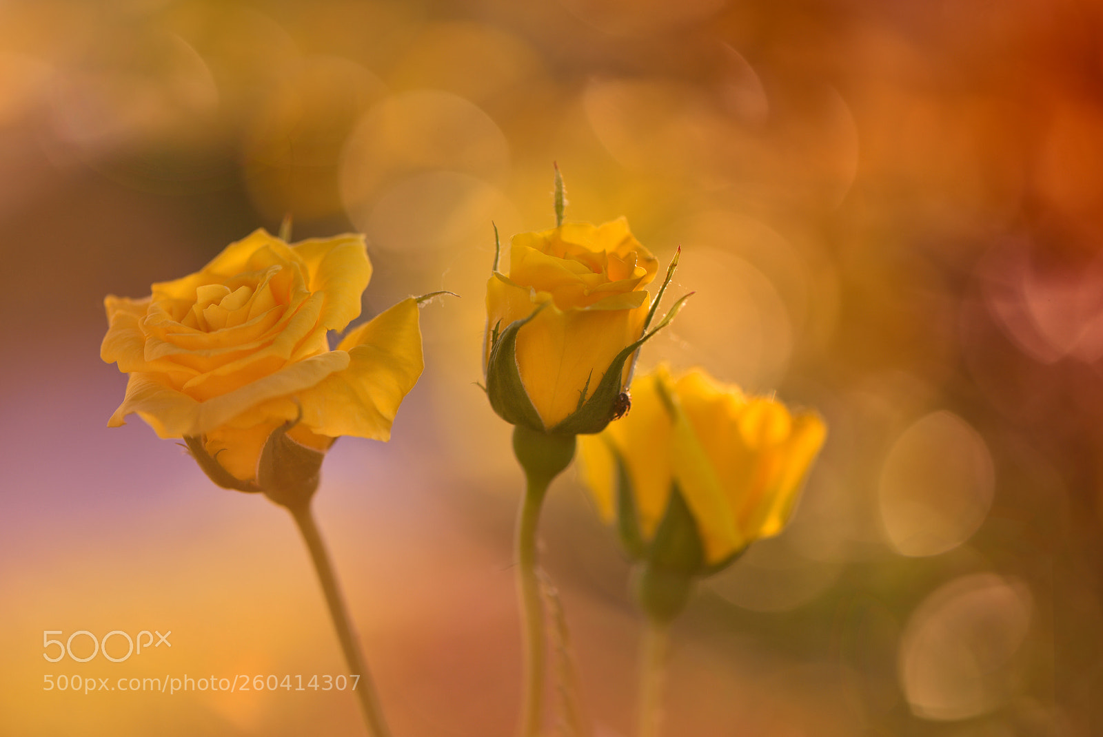 Nikon D750 sample photo. The rainbow light photography