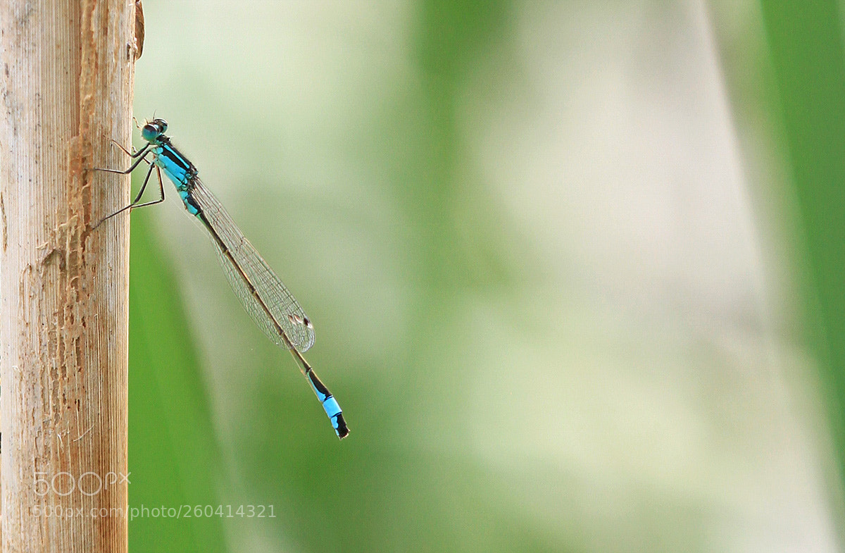 Canon EOS 7D sample photo. Lantarentje photography