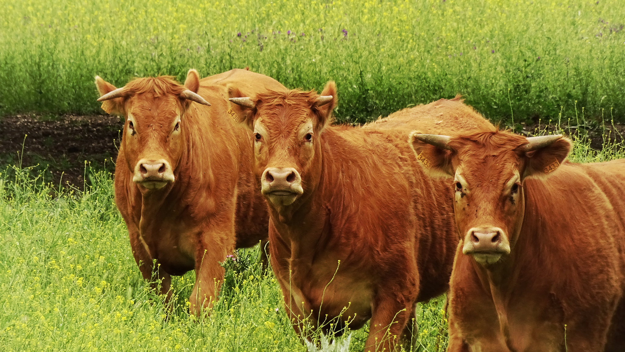 Sony DSC-QX30 sample photo. Blond cows photography