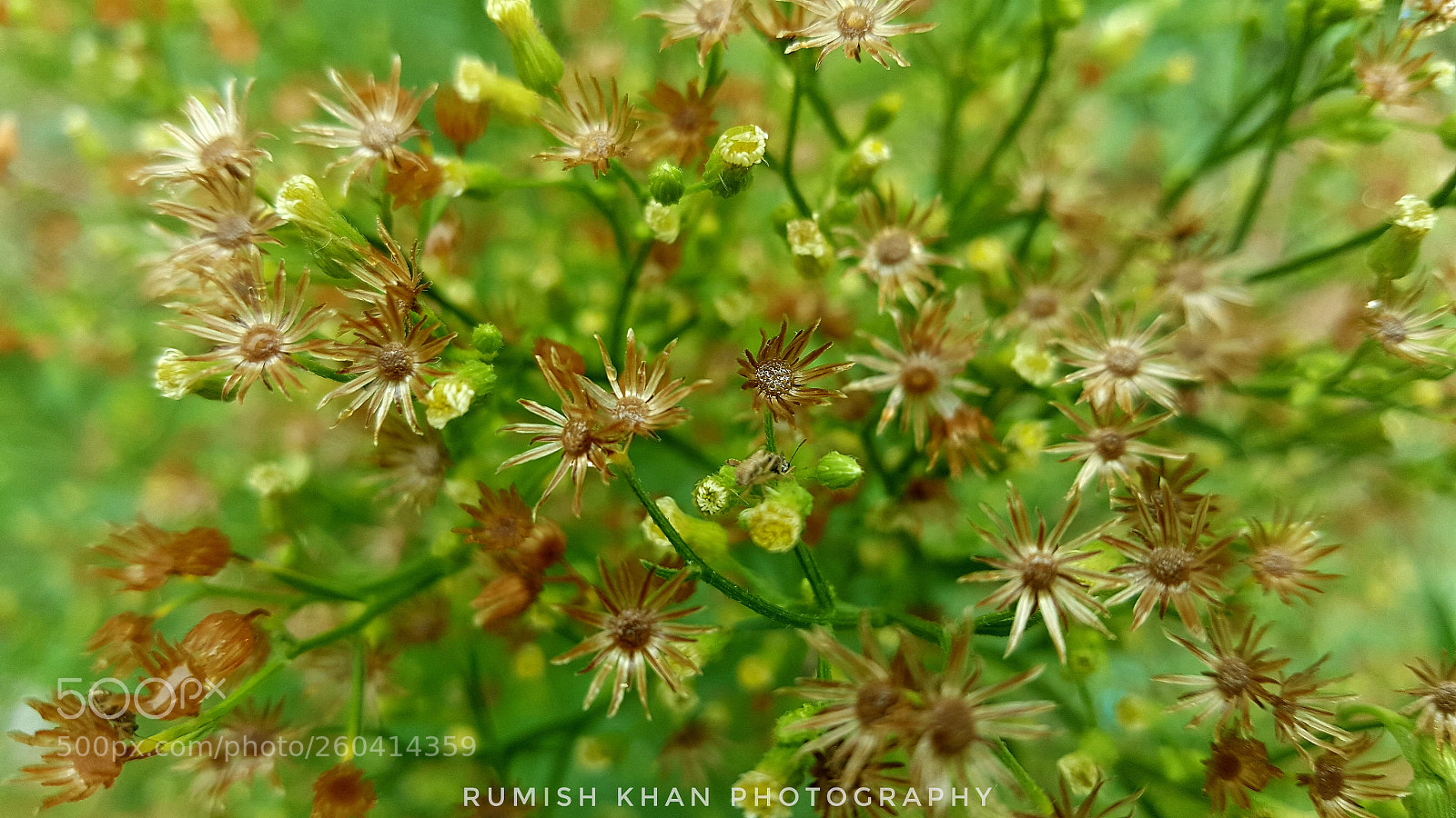 Samsung Galaxy Note5 sample photo. Untitled photography