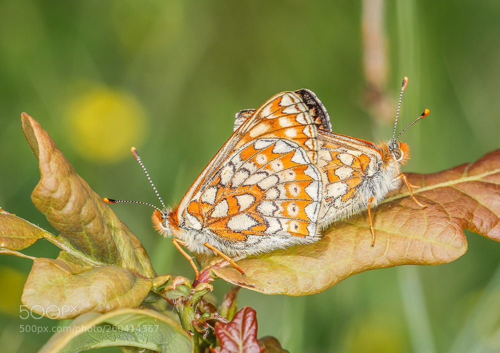 Canon EOS 7D Mark II sample photo. Dm photography