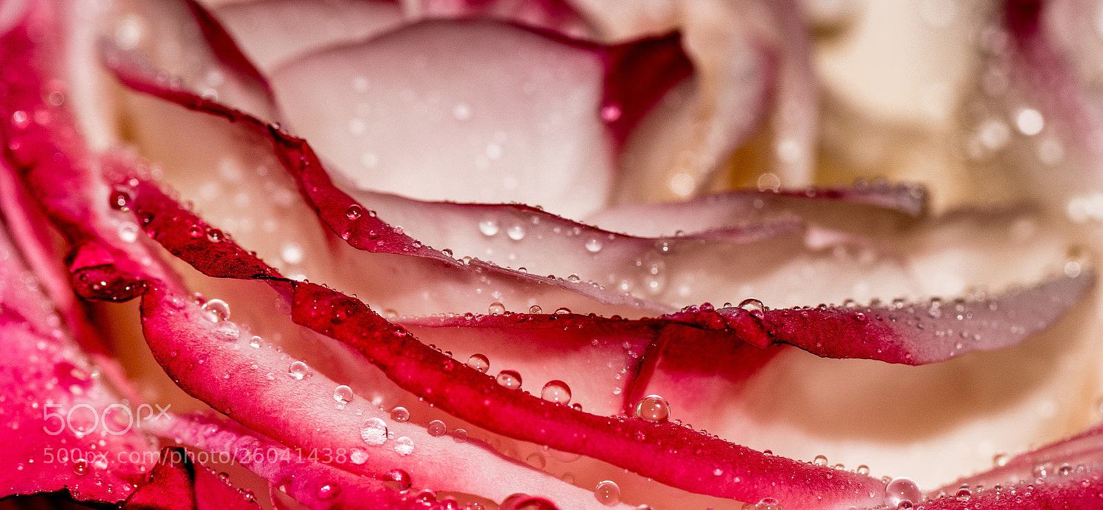 Nikon D810 sample photo. Raindrops on roses photography