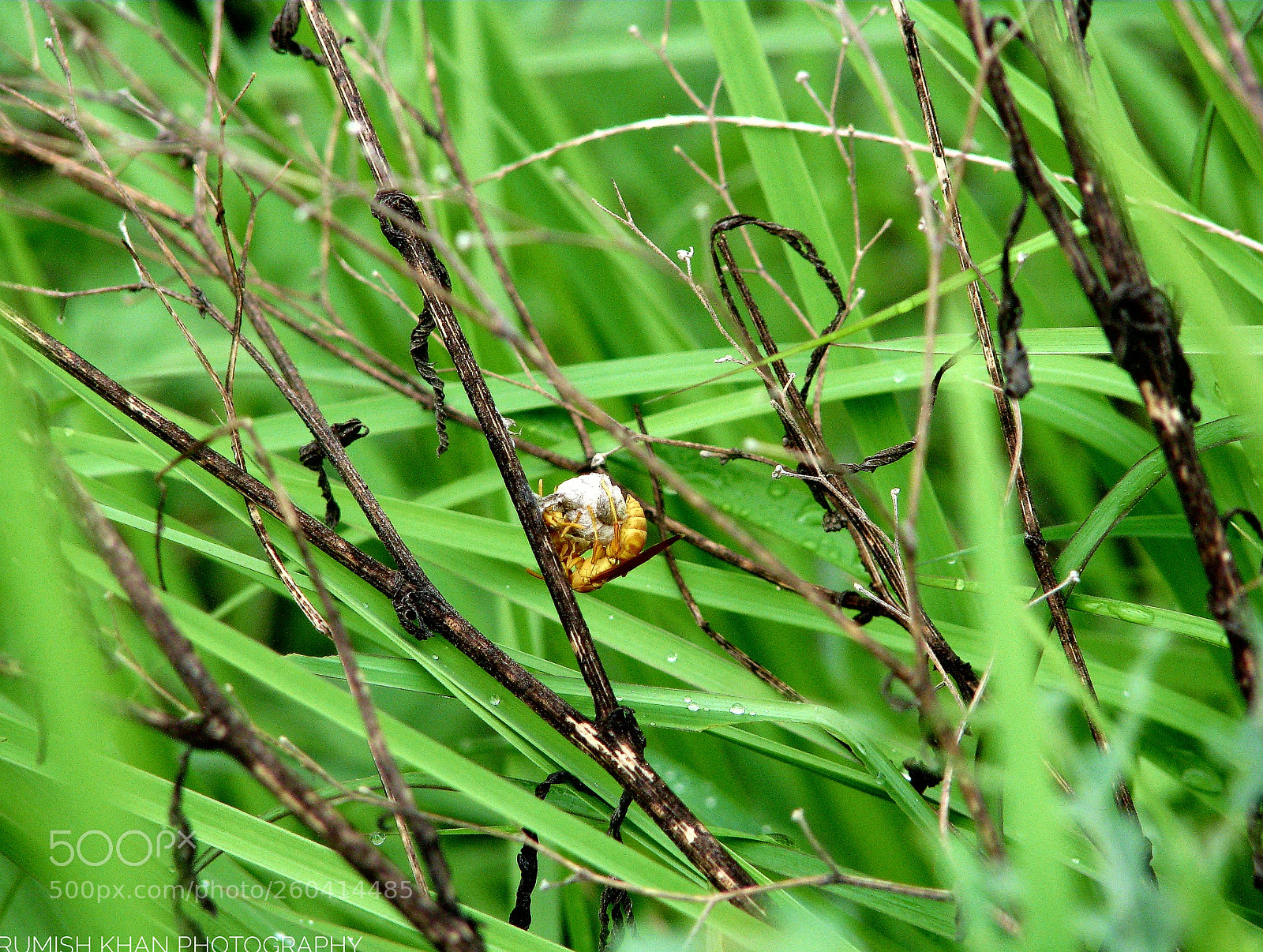 Canon POWERSHOT S5 IS sample photo. Untitled photography