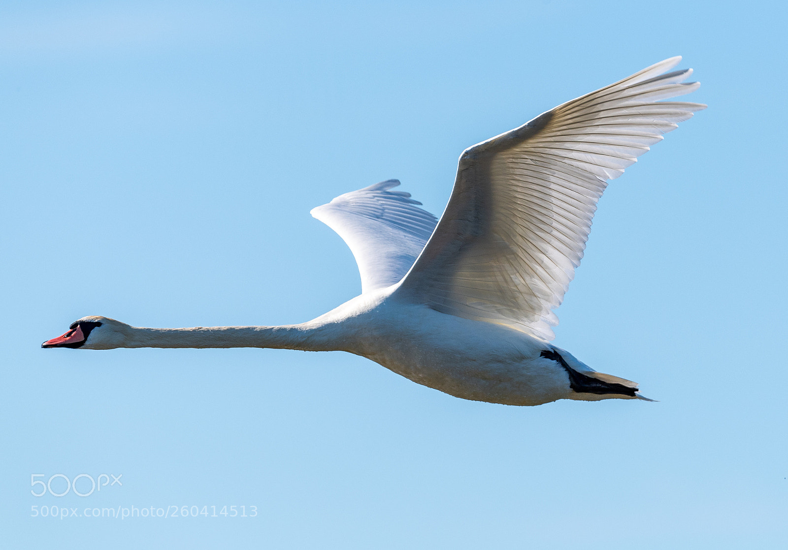 Nikon D5 sample photo. Swan photography