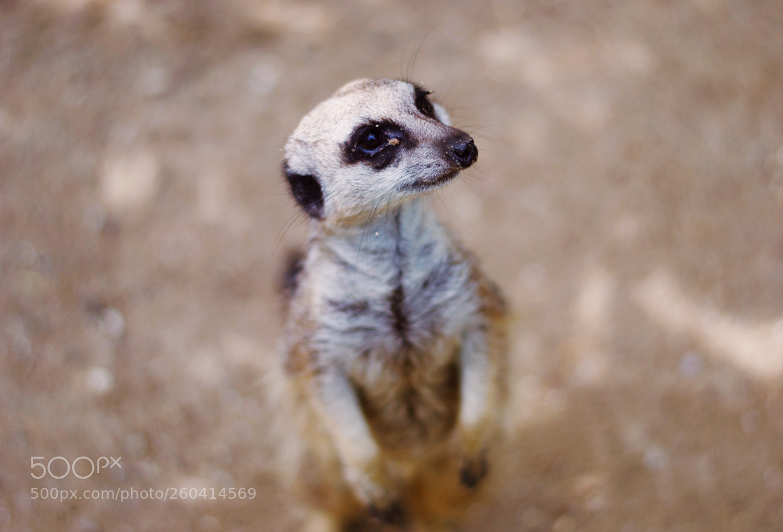 Nikon D3100 sample photo. Friendly meerkat, paradise wildlife photography