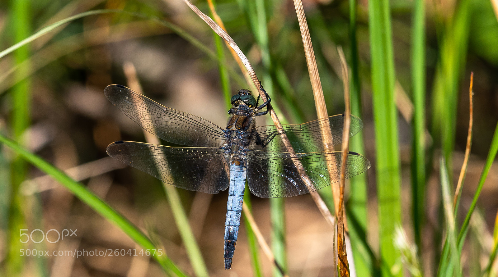 Nikon D5 sample photo. Dragonfly photography