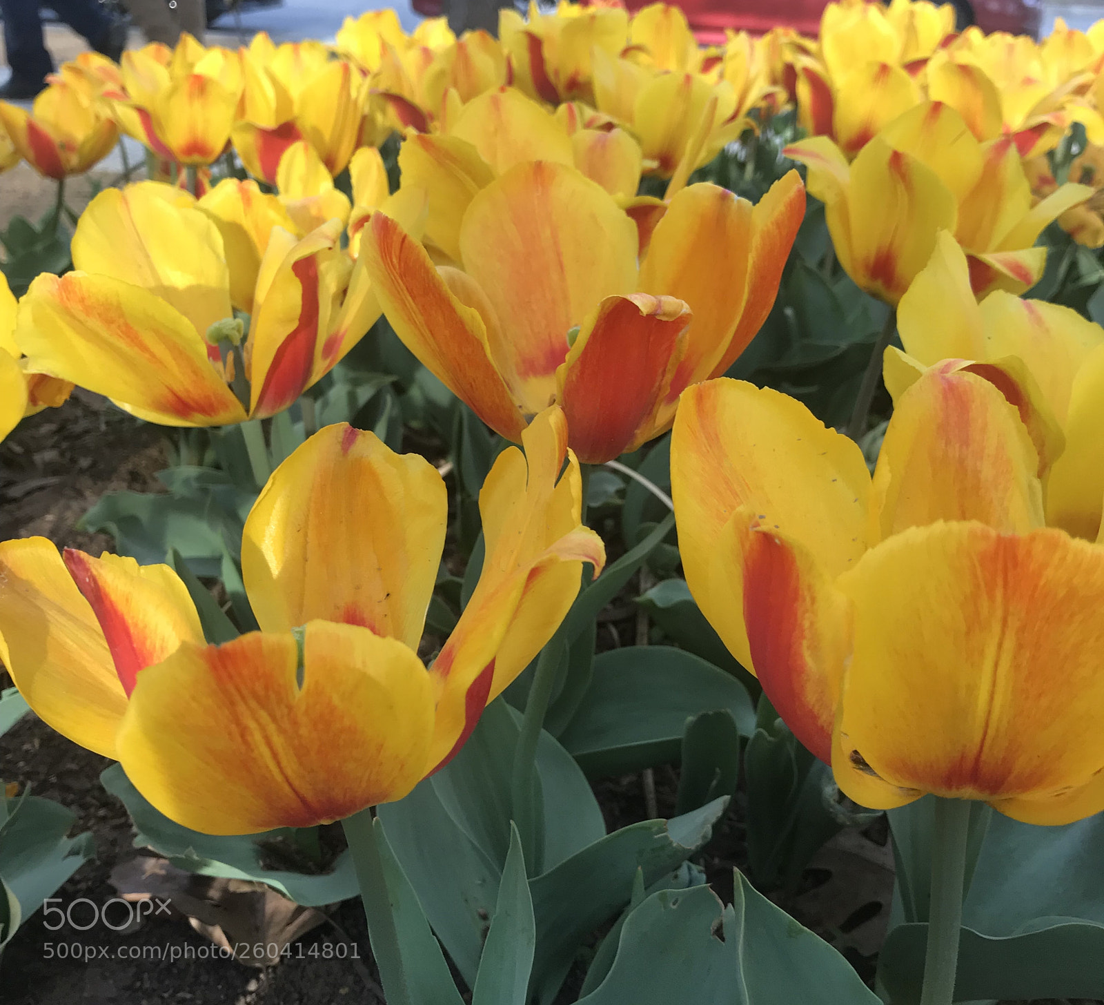 Apple iPhone 7 Plus sample photo. Flowers photography