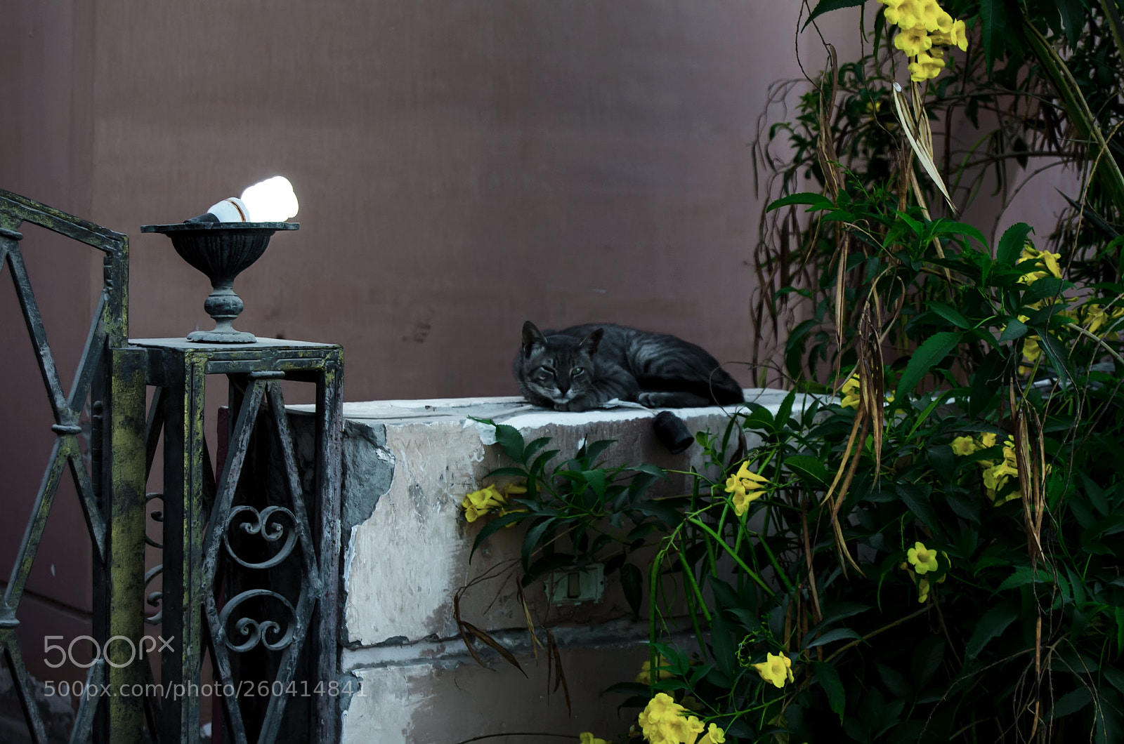 Nikon D5100 sample photo. кошка photography