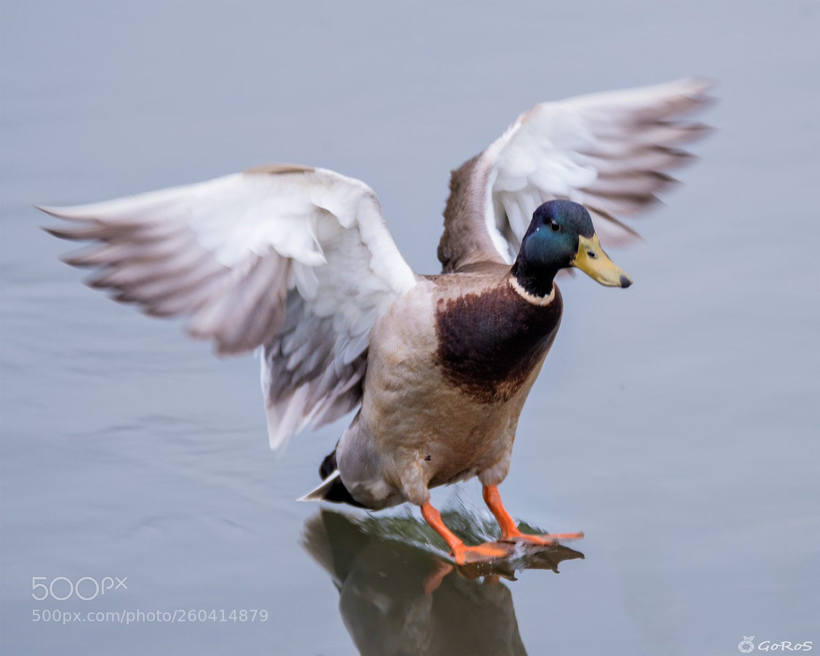 Nikon D500 sample photo. Landing photography