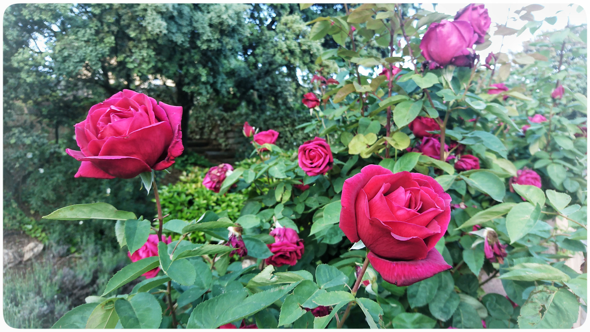 Sony Xperia XZ sample photo. Roses garden photography