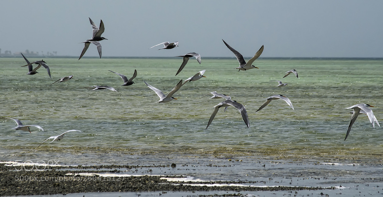 Nikon D5100 sample photo. чайки photography