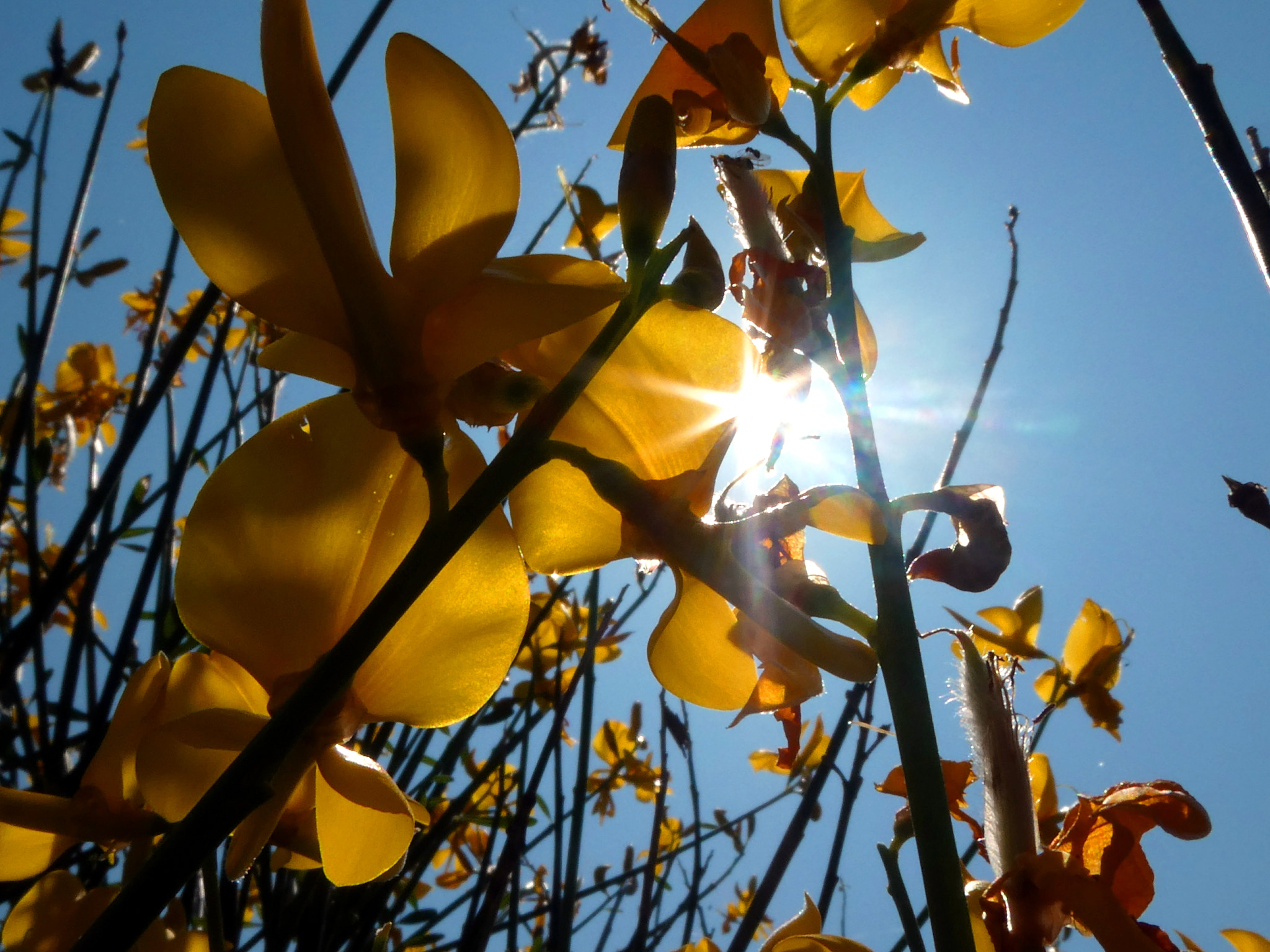 Panasonic DC-TZ91 sample photo. Blumen in der sonne photography