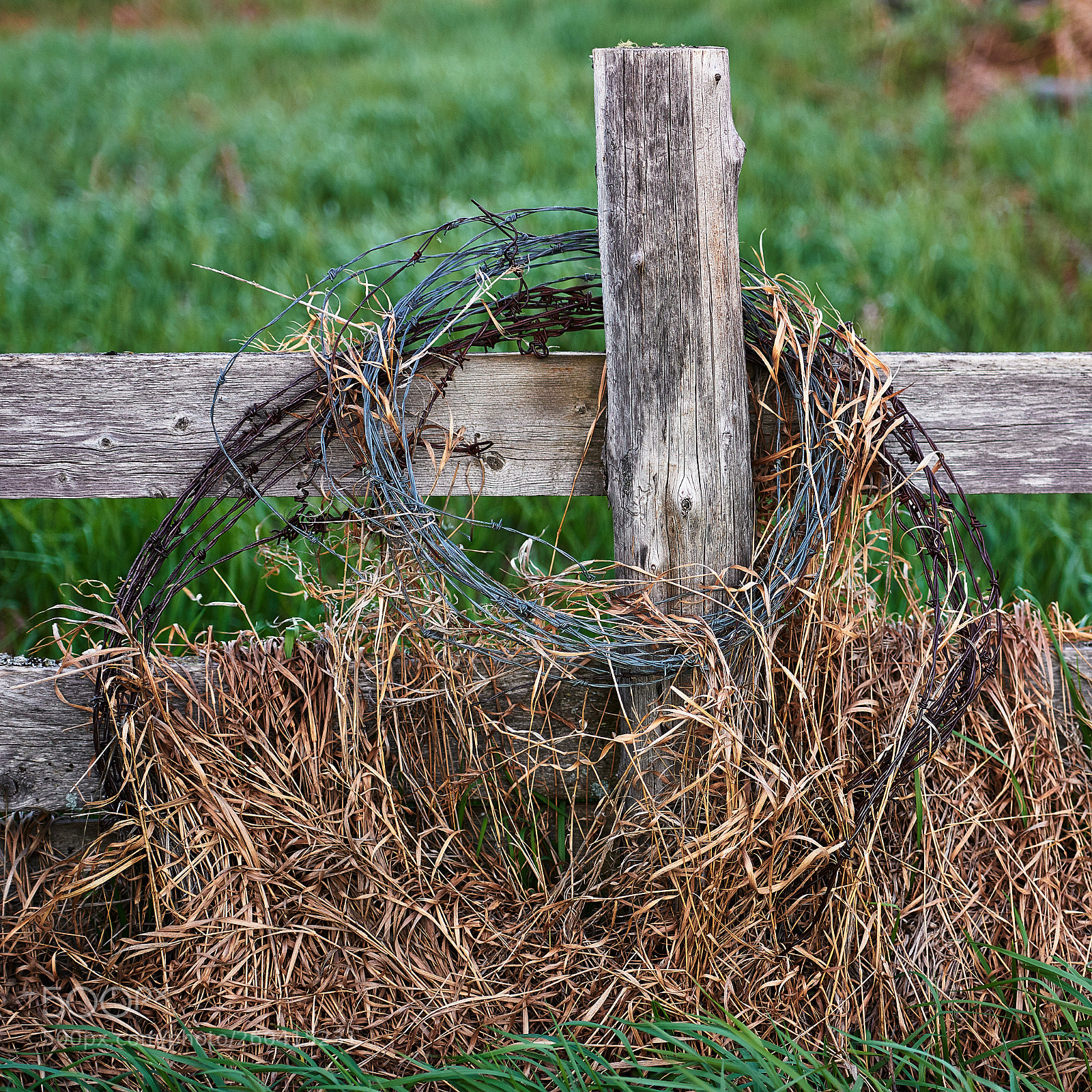 Nikon D850 sample photo. Dry grass, barbed wire photography