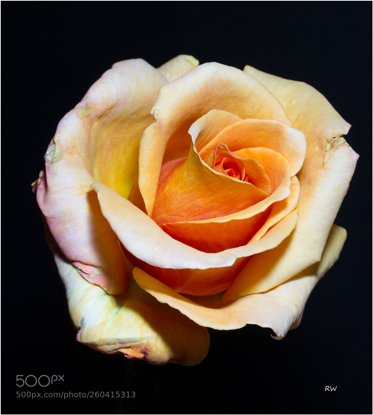 Canon EOS 7D sample photo. Rose portrait photography