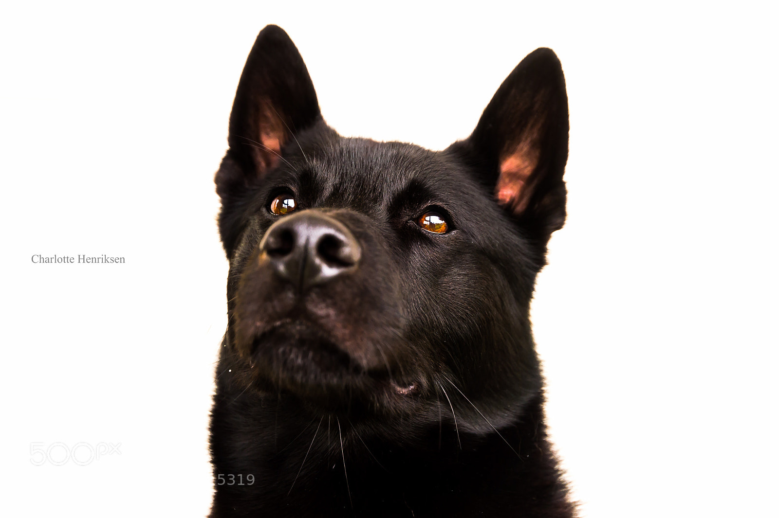Nikon D4S sample photo. Boas a mixed breed photography