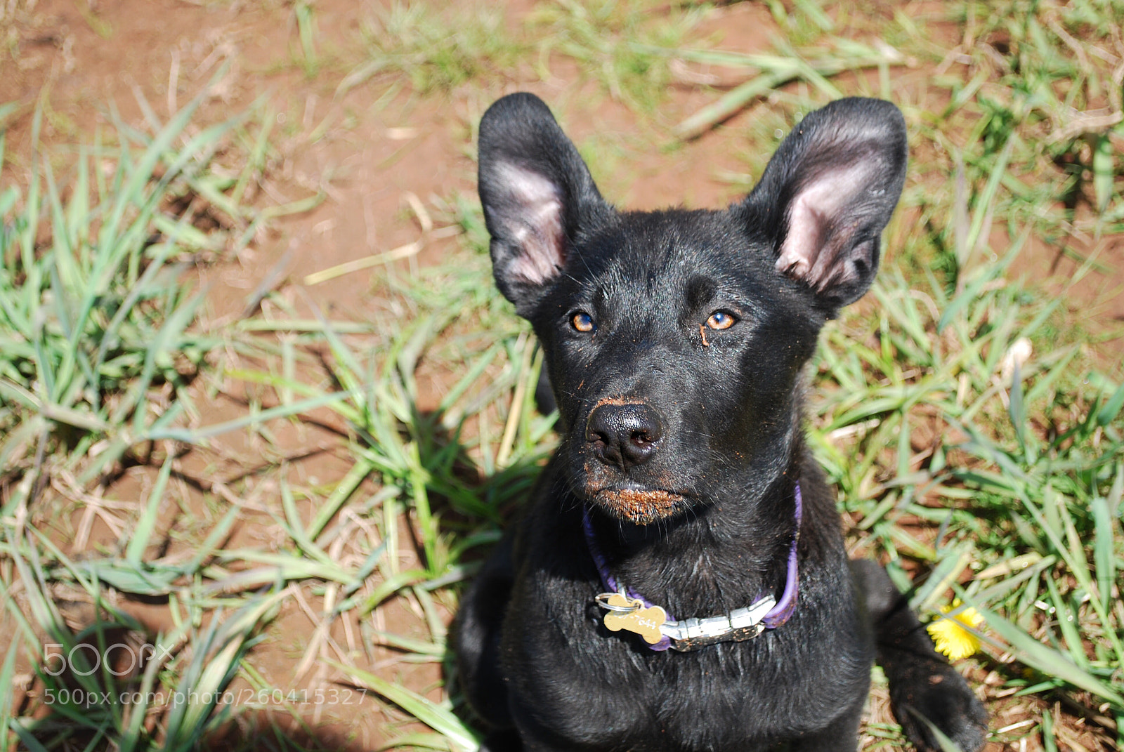Nikon D60 sample photo. Zyrah- fun at the photography