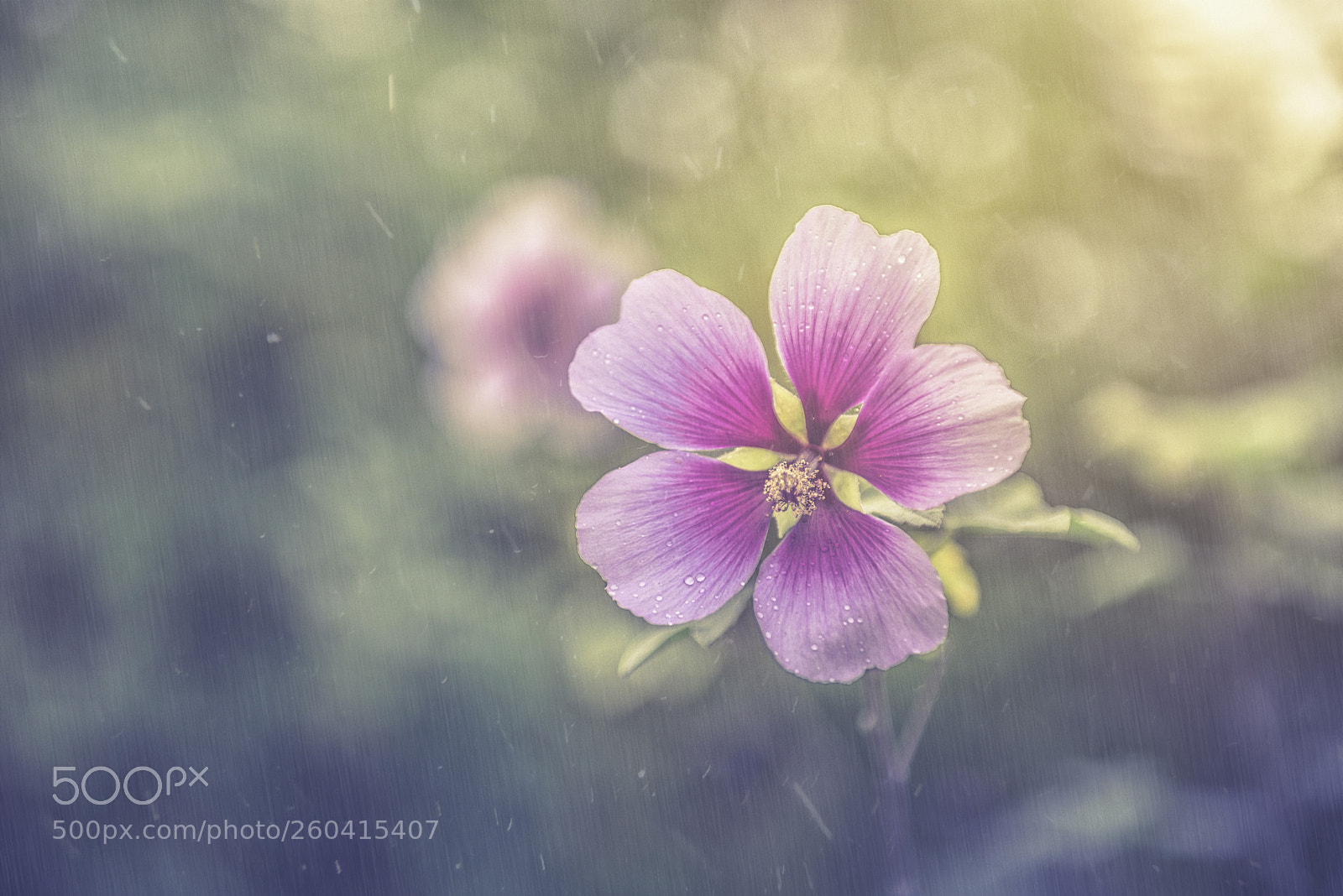 Nikon D600 sample photo. Summer rain photography