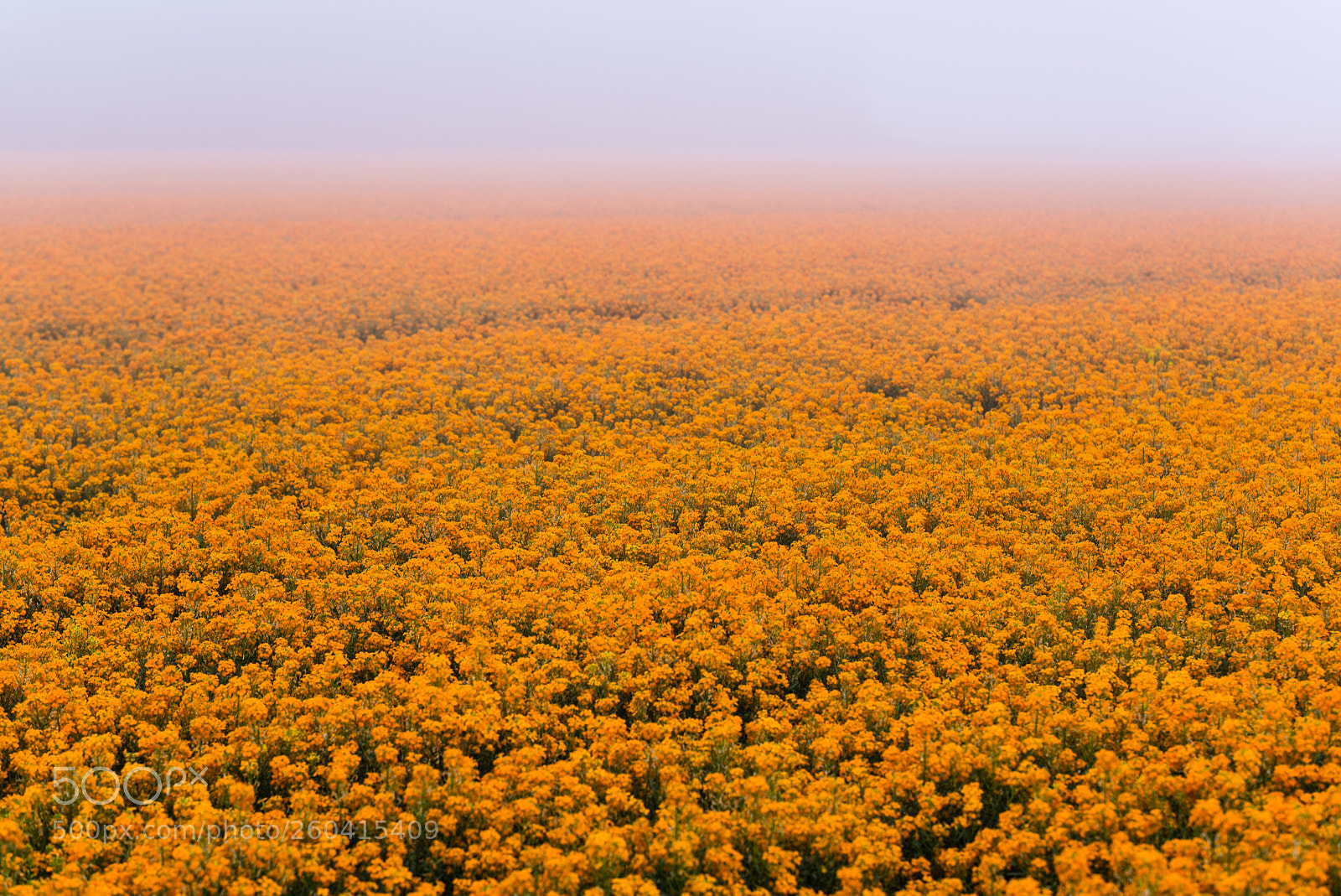 Nikon D610 sample photo. Orange photography