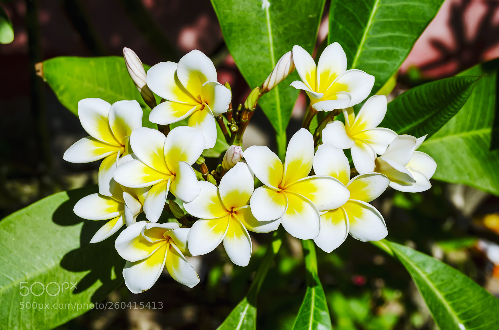 Nikon D5100 sample photo. цветы photography