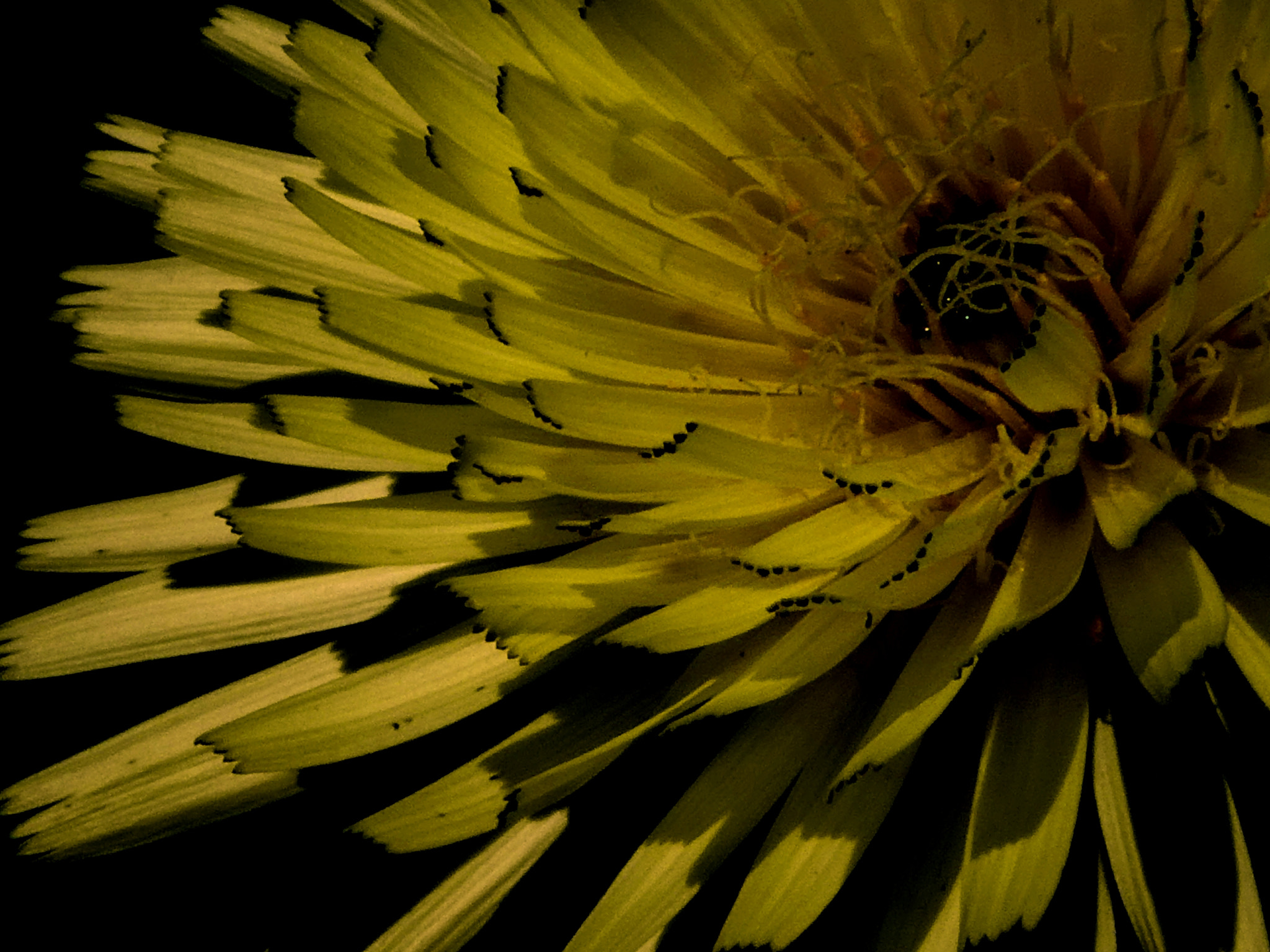 Panasonic DC-TZ91 sample photo. Blume photography