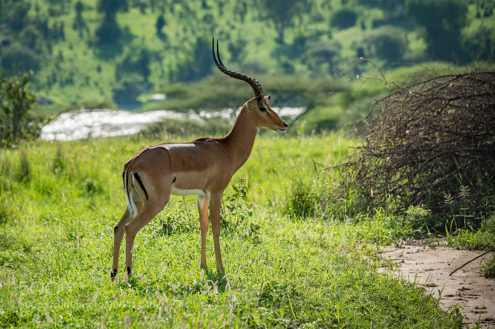 Nikon D850 sample photo. Male impala standing in photography