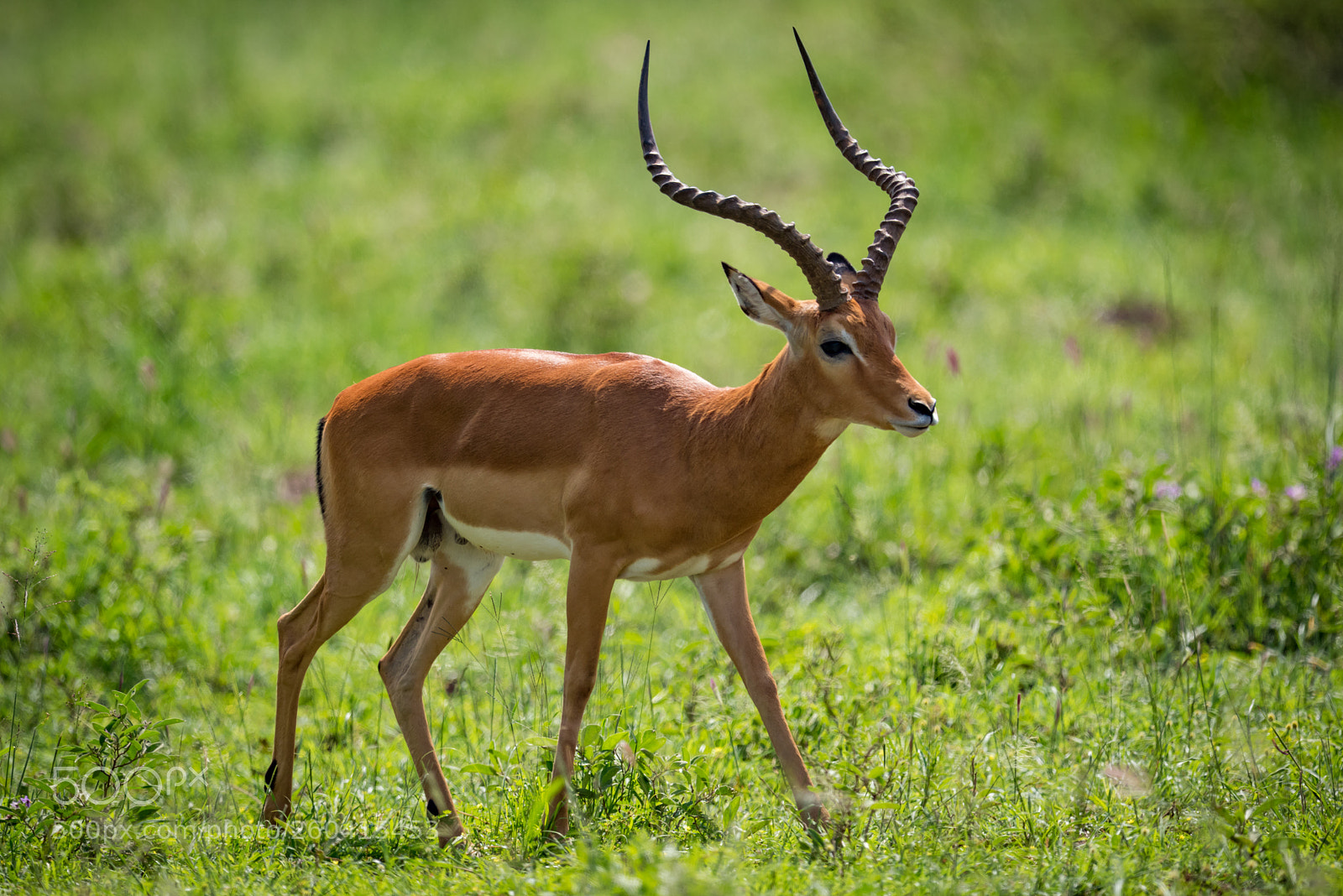 Nikon D810 sample photo. Male impala standing staring photography