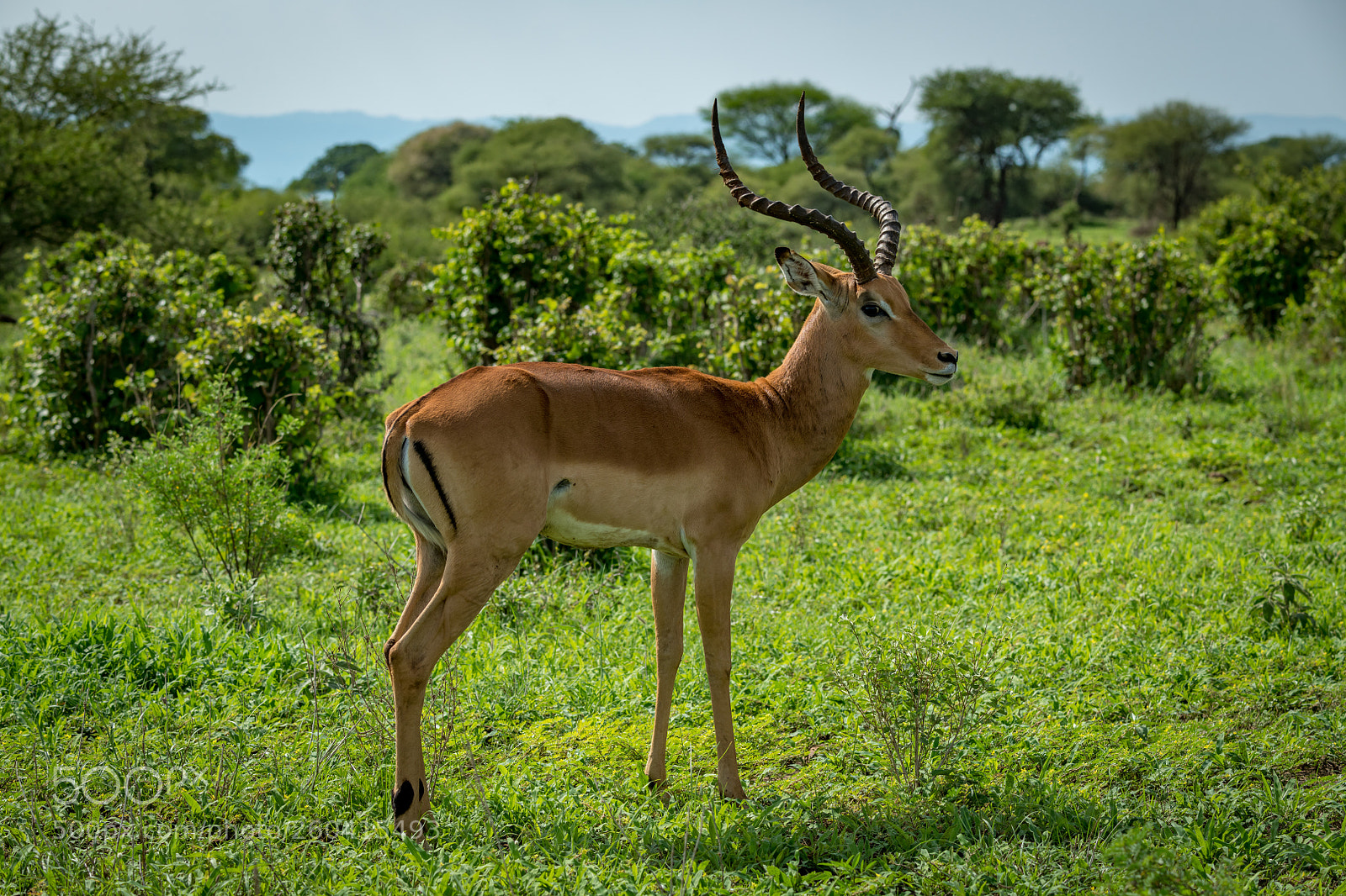 Nikon D850 sample photo. Male impala stands in photography