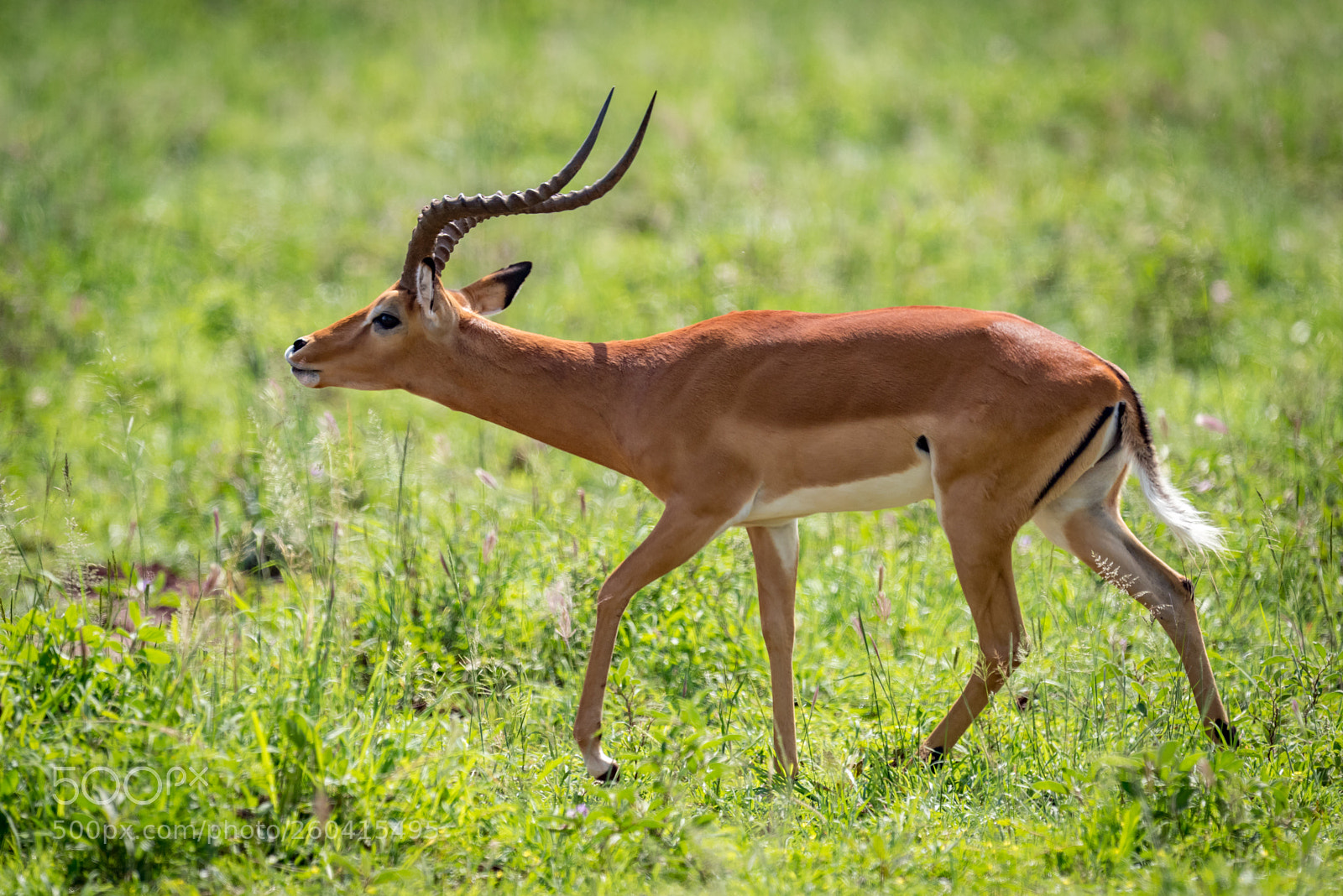 Nikon D810 sample photo. Male impala stretches head photography