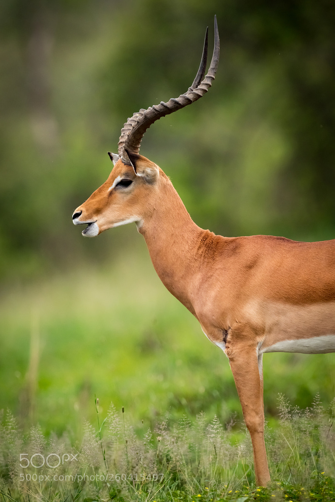 Nikon D810 sample photo. Male impala with mouth photography