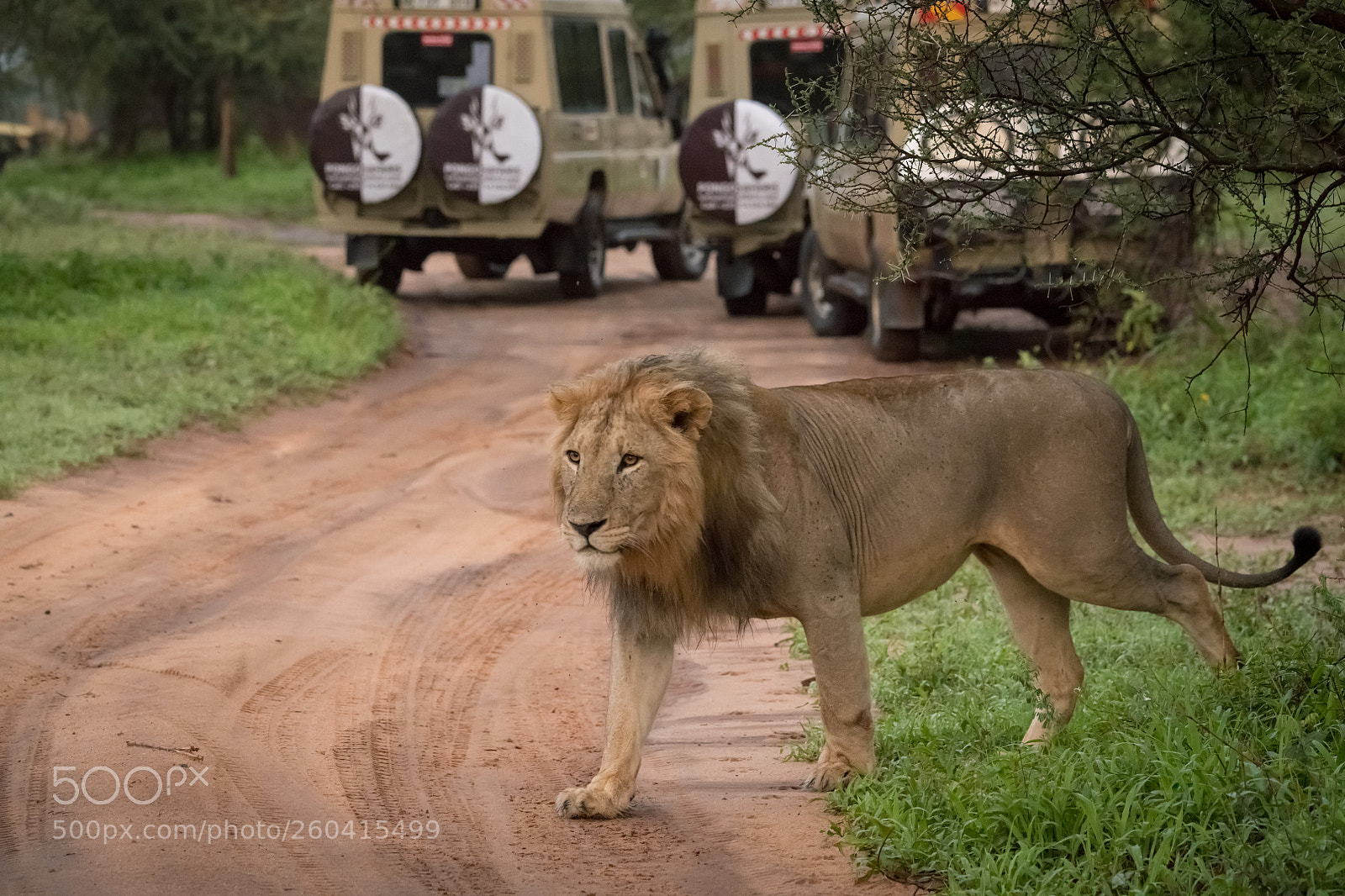 Nikon D850 sample photo. Male lion crosses dirt photography