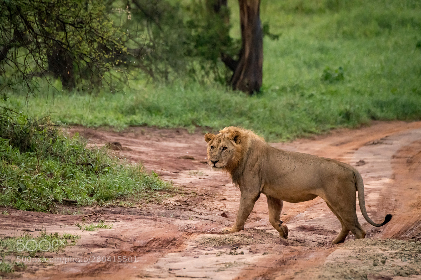 Nikon D850 sample photo. Male lion crossing muddy photography