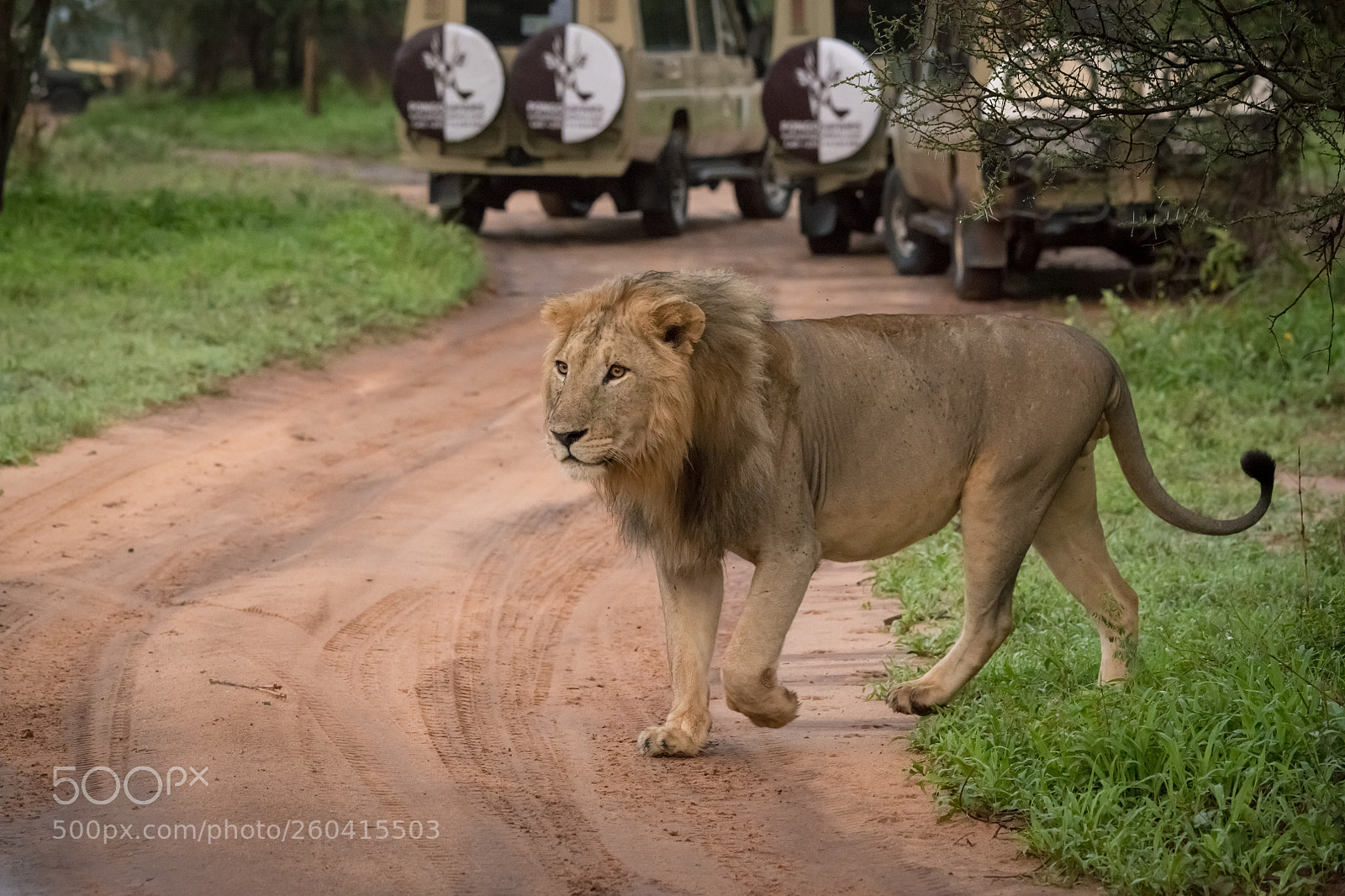 Nikon D850 sample photo. Male lion crosses dirt photography