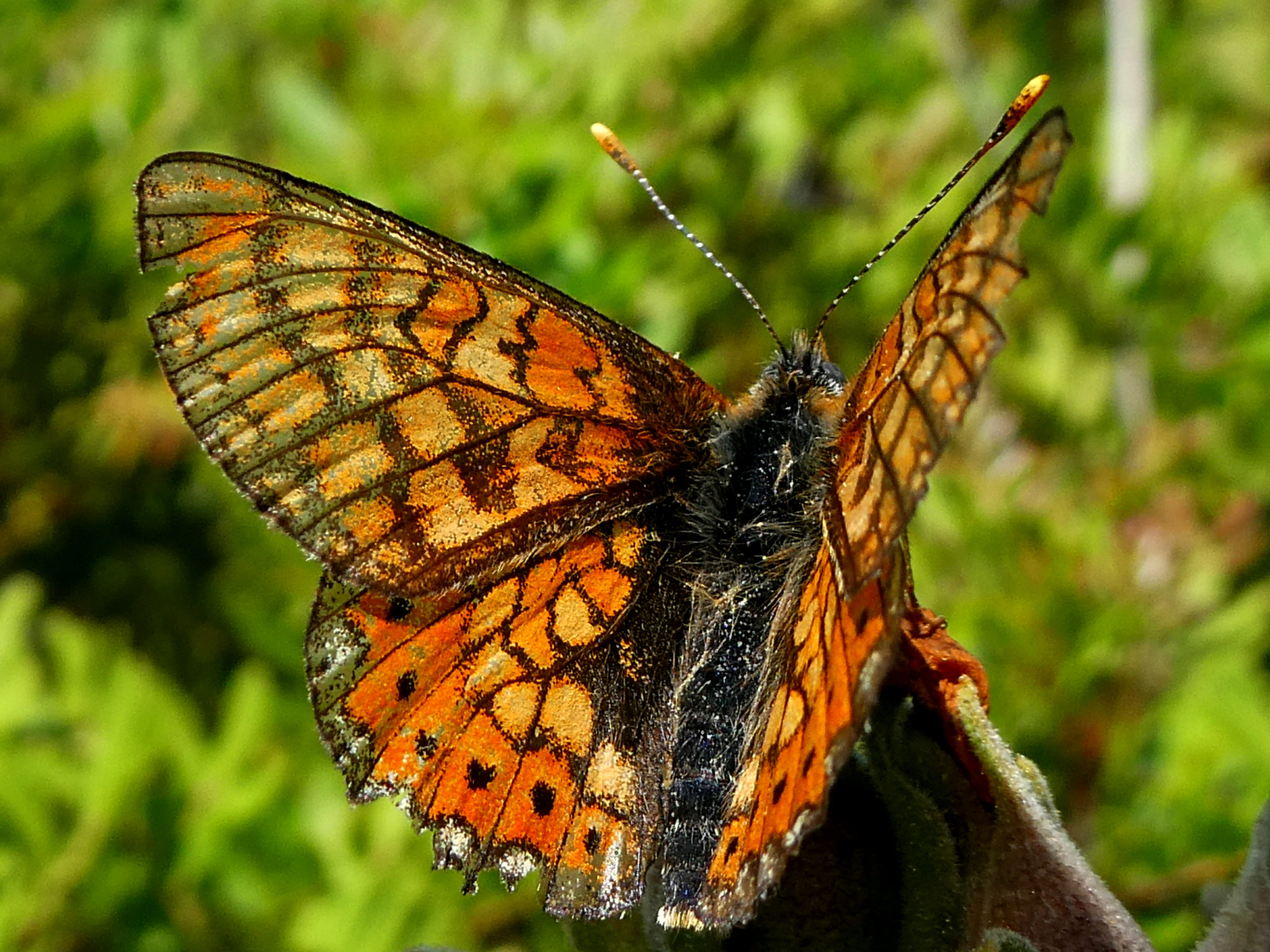 Panasonic DC-TZ91 sample photo. Butterfly photography